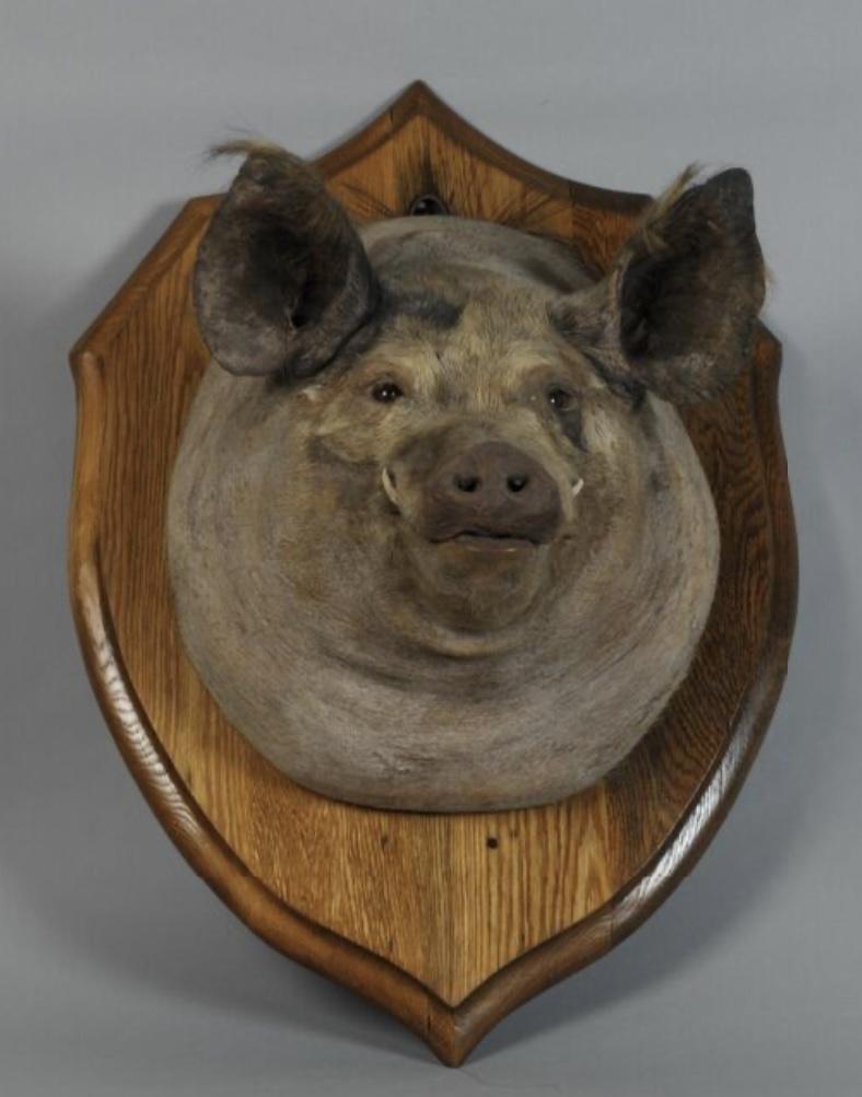 Tirpitz the War Pig