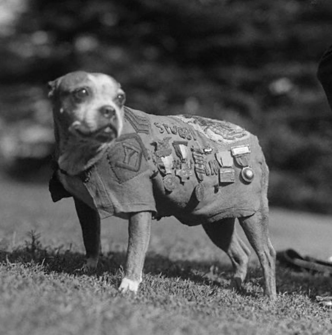 War dog
