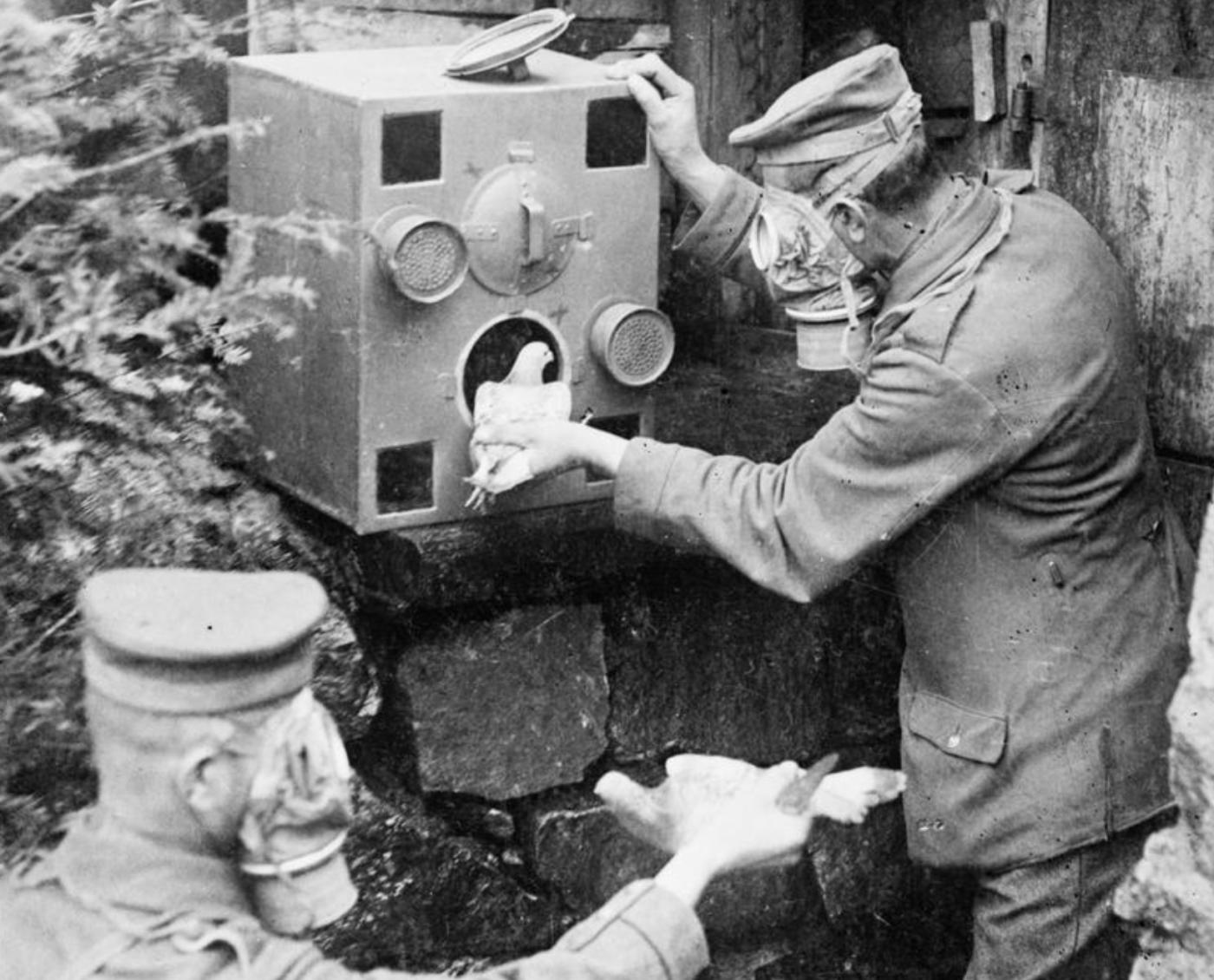 Military carriers pidgeons of world wars military communications