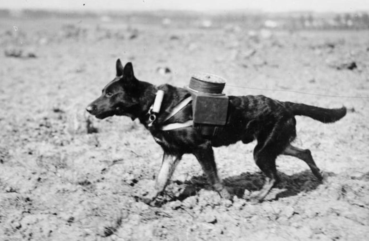 Dog laying telephone cable’s communications ww1