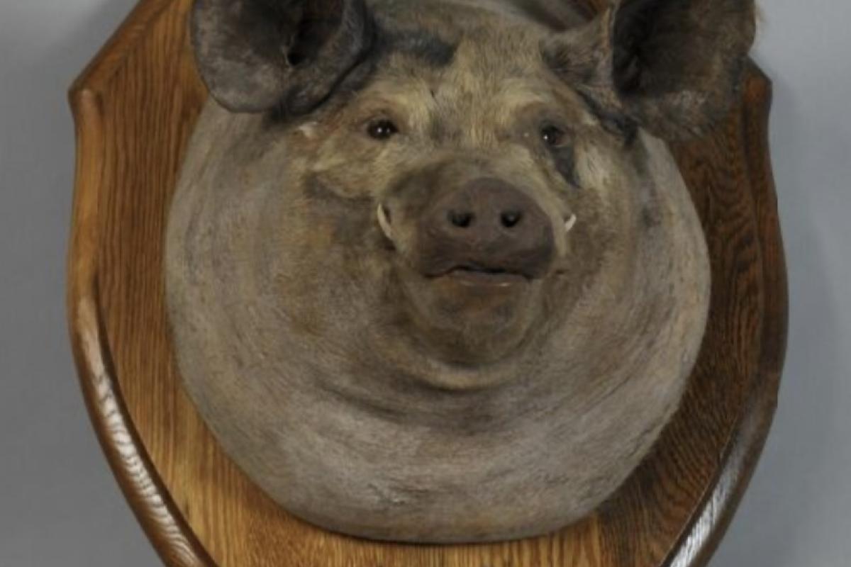 Tirpitz the War Pig