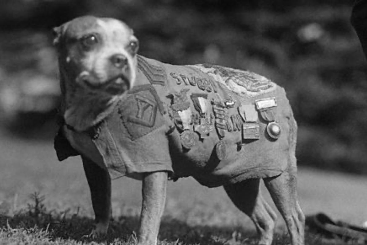 War dog