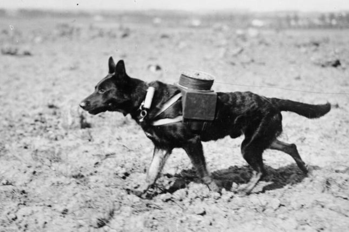 Dog laying telephone cable’s communications ww1