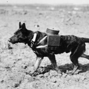 Dog laying telephone cable’s communications ww1