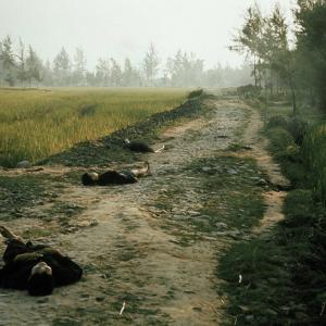 Vietnamese dead 