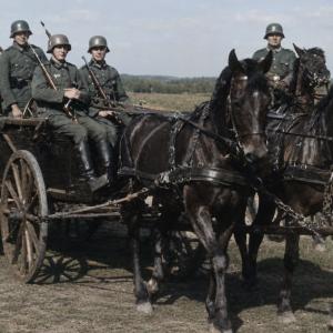 German horse training centres 